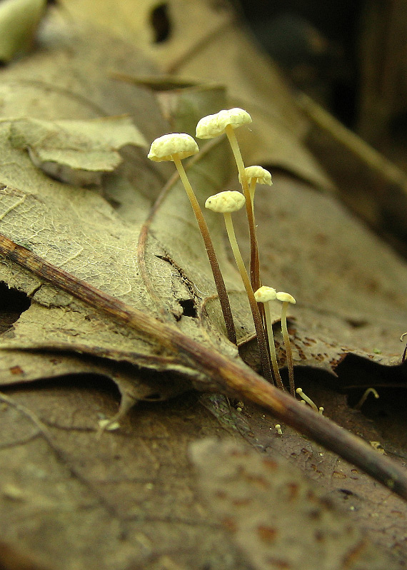 tanečnica Marasmius sp.