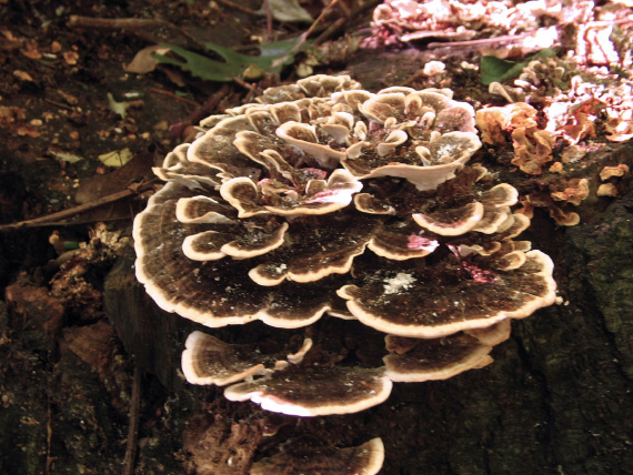 trúdnikovec pestrý Trametes versicolor (L.) Lloyd