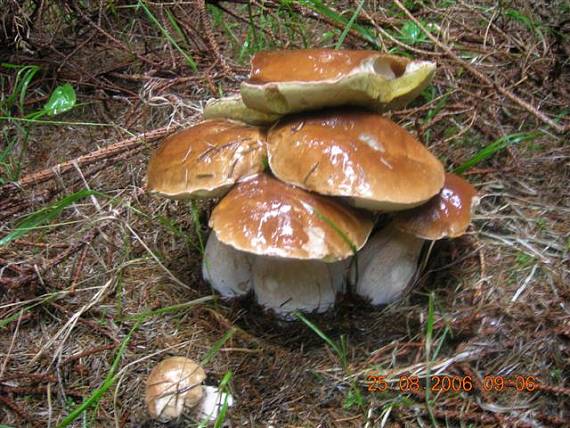 hrib smrekový Boletus edulis Bull.