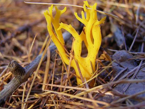 krásnorůžek lepkavý Calocera viscosa (Pers.) Fr.