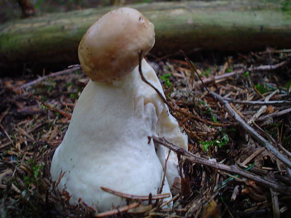 hríb smrekový Boletus edulis Bull.