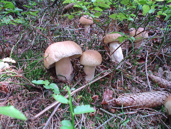 hríb smrekový Boletus edulis Bull.