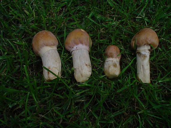 pavučinovec inovaťový Cortinarius caperatus (Pers.) Fr.