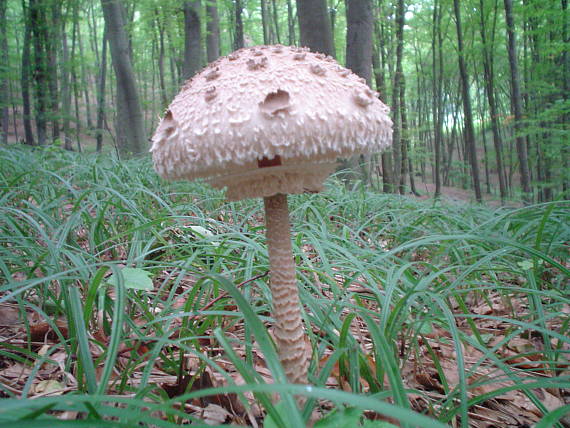 bedľa vysoká Macrolepiota procera (Scop.) Singer