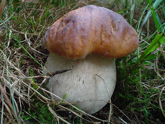 hríb smrekový Boletus edulis Bull.