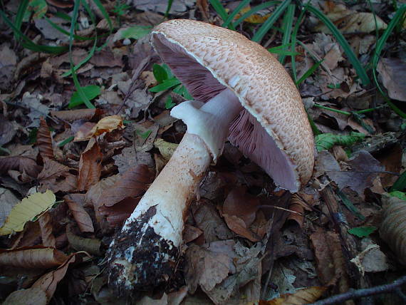 pečiarka obrovská Agaricus augustus Fr.