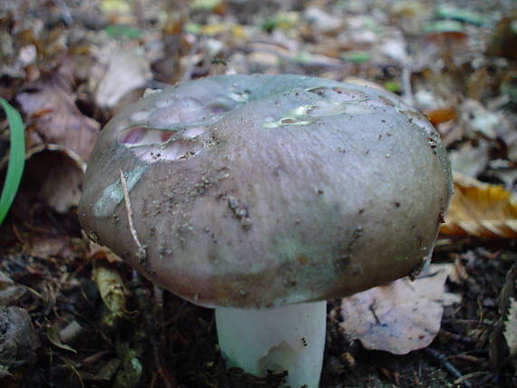 plávka modrastá Russula cyanoxantha (Schaeff.) Fr.