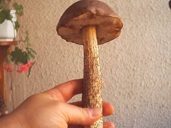 kozák Leccinum sp.