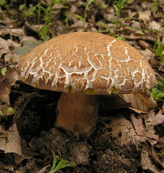 hríb dubový Boletus reticulatus Schaeff.