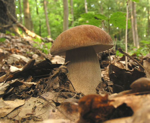 hríb dubový Boletus reticulatus Schaeff.