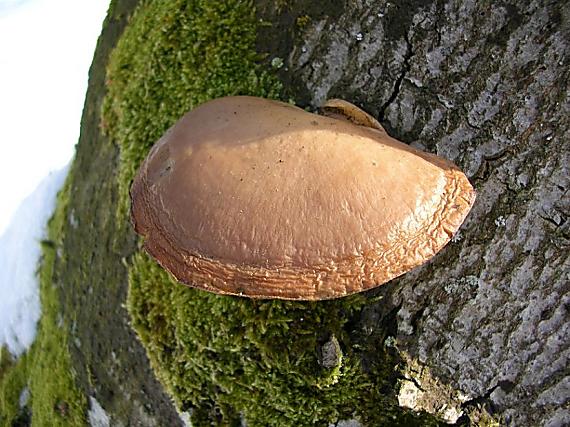 hliva Pleurotus sp.