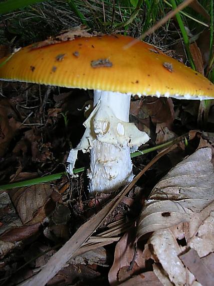 muchotrávka - ? Amanita sp.