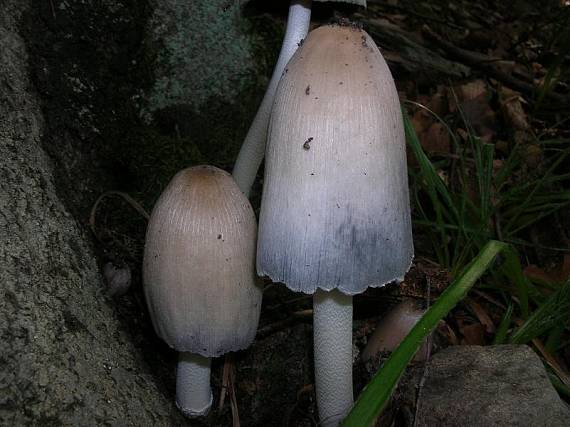 hnojník nápadný Coprinopsis insignis  (Peck) Redhead, Vilgalys & Moncalvo