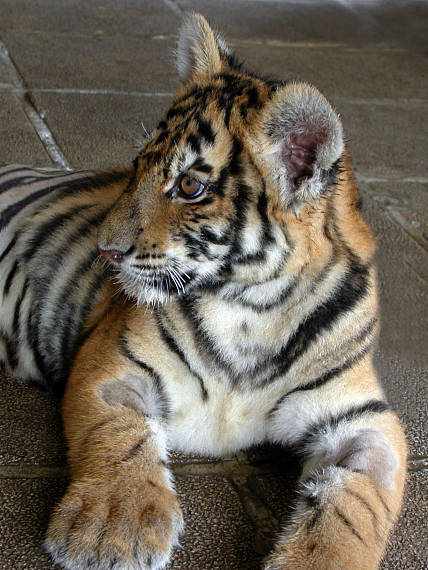 ruan - malý sibírsky tiger