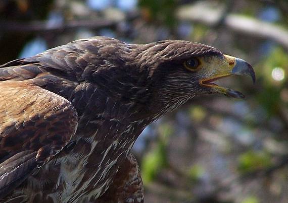 orol krikľavý Aquila pomarina