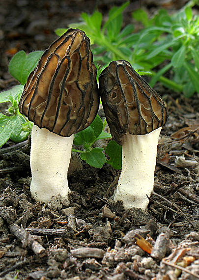 smrčok hybridný Morchella semilibera DC.