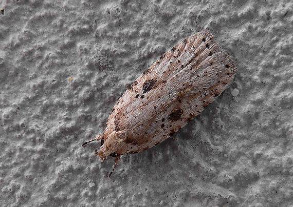 ploskáč lopúchový Agonopterix arenella