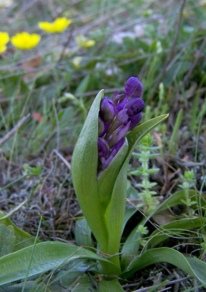 červenohlav obyčajný Anacamptis morio (L.) R. M. Bateman, A. M. Pringeon & M. W. Chase