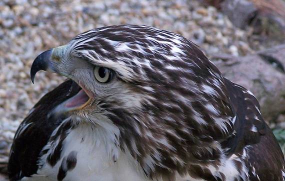 myšiak červenochvostý Buteo jamaicensis