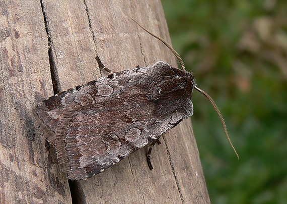 mora červenosivá Cerastis rubricosa