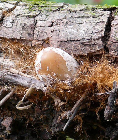 hnojník okrový Coprinellus domesticus (Bolton) Vilgalys, Hopple & Jacq. Johnson