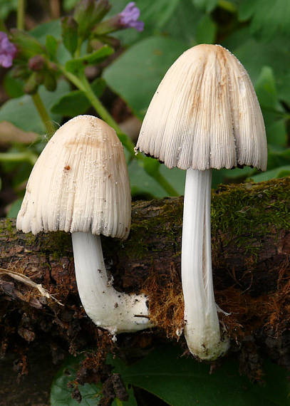 hnojník okrový Coprinellus domesticus (Bolton) Vilgalys, Hopple & Jacq. Johnson