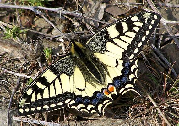 vidlochvost feniklový Papilio machaon