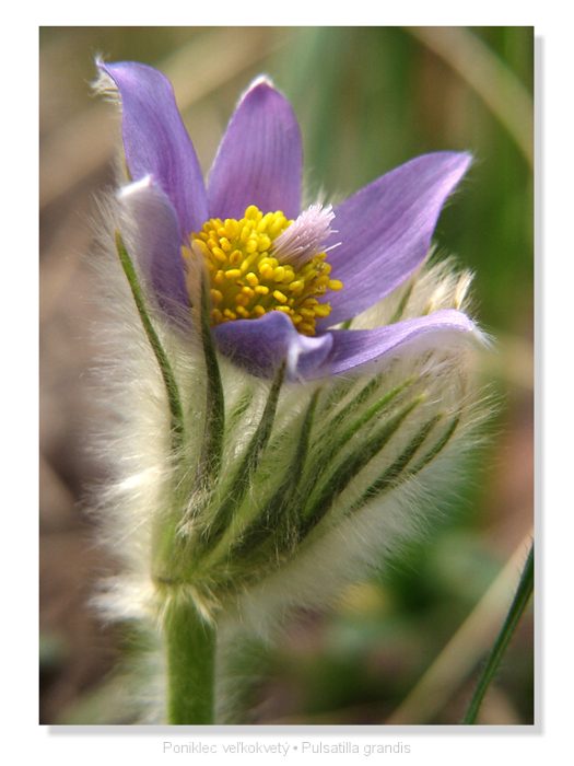 poniklec veľkokvetý Pulsatilla grandis Wender.