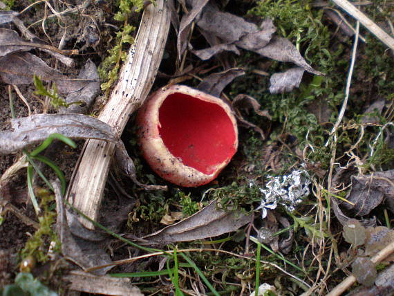 ohnivec šarlátový Sarcoscypha coccinea (Gray) Boud.