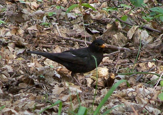 drozd čierny Turdus merula