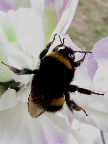 čmeliak Bombus terrstris