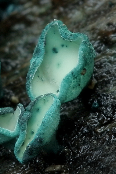 zelenica obyčajná Chlorociboria aeruginosa (Oeder) Seaver ex C.S. Ramamurthi, Korf & L.R. Batra