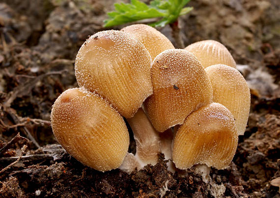 hnojník Coprinus sp.