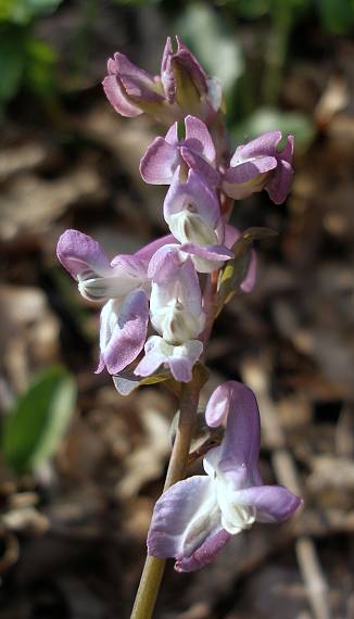 chochlačka dutá Corydalis cava (L.) Schweigg. et Körte