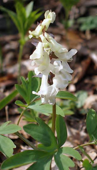 chochlačka dutá Corydalis cava (L.) Schweigg. et Körte