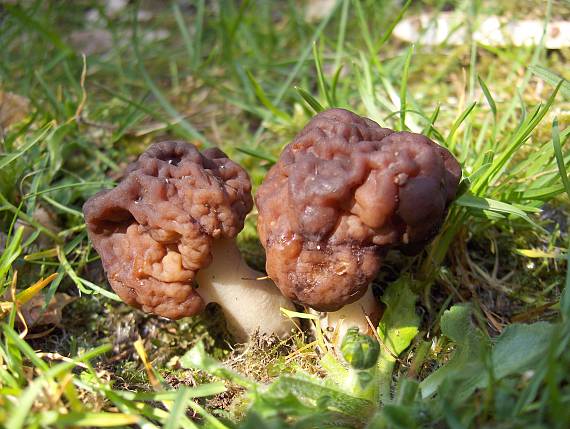 ušiak obyčajný Gyromitra esculenta (Pers.) Fr.