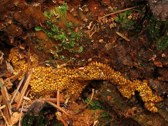 slizovka Myxomycetes