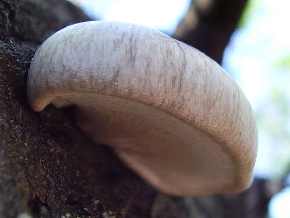 hliva závojová Pleurotus calyptratus (Lindblad ex Fr.) Sacc.