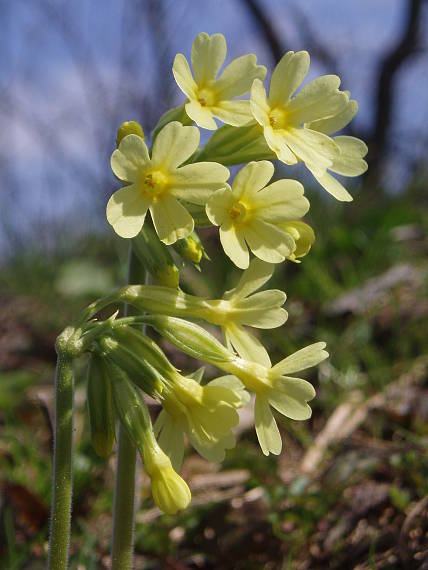 prvosienka 1 Primula elatior (L.) L.