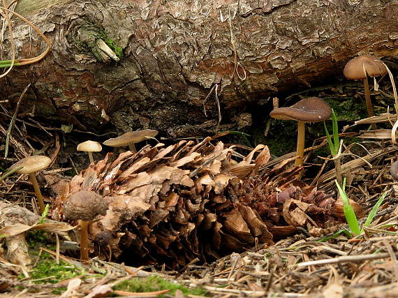 peniazočka smreková Strobilurus esculentus (Wulfen) Singer