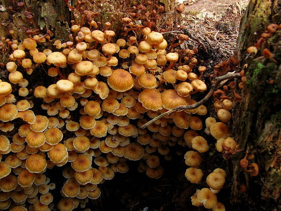 tanečnička zvončekovitá Xeromphalina campanella (Batsch) Maire