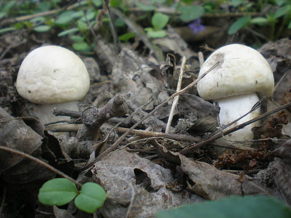 pečiarka Agaricus sp.