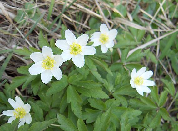 sasanka hajní Anemone nemorosa L.