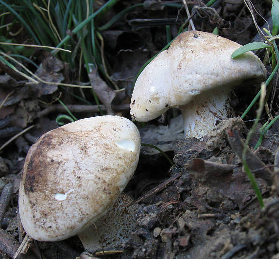 čírovnica májová. Calocybe gambosa (Fr.) Donk