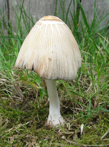 hnojník okrový Coprinellus domesticus (Bolton) Vilgalys, Hopple & Jacq. Johnson