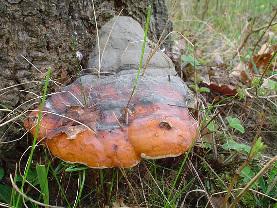 práchnovček pásikavý Fomitopsis pinicola (Sw.) P. Karst.