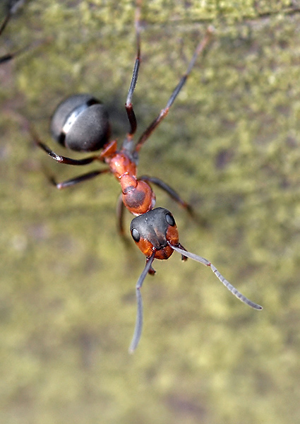 mravec Formica sp.