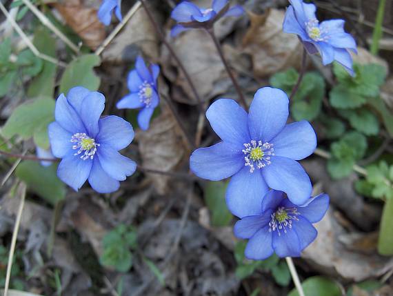 jaterník podléška Hepatica nobilis Schreb.