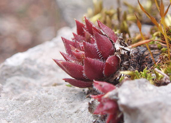 skalničník guľkovitý srstnatý preissov  Jovibarba globifera subsp. hirta var. preissiana (Domin) Hadrava et Miklánek)
