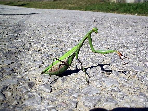 modlivka zelená Mantis religiosa